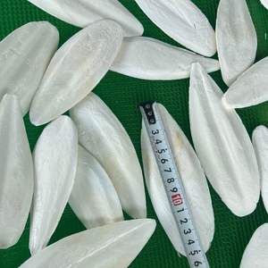 Good Price Durable Interactive Pet Chew <b>Toy</b> Cuttlefish Bone High Quality Natural Teeth Cleaning Wholesale VietChoice Vietnam - Product Image 3