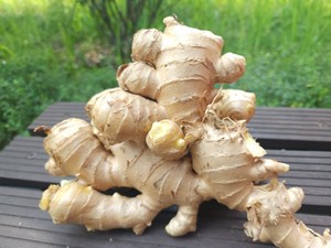Nouvelle récolte d'herbes et d'épices Gingembre frais pur cru naturel - Product Image 5