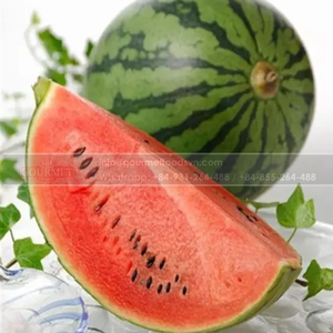 ผลไม้แตงโมสดคุณภาพสูงจากเวียดนามในราคาที่ดีที่สุดพร้อมรสหวานสดชื่น - Product Image 3