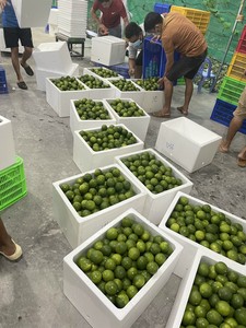 Chanh và chanh dây không hạt chất lượng cao từ Việt Nam, trái cây họ cam tươi ngon với giá xuất khẩu cạnh tranh - Product Image 4