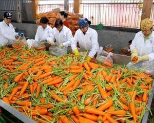 Carottes biologiques de haute qualité tranchées/coupées en morceaux/en dés et pelées cultivées en serre IQF congelées dans un emballage sous vide en vrac - Product Image 5