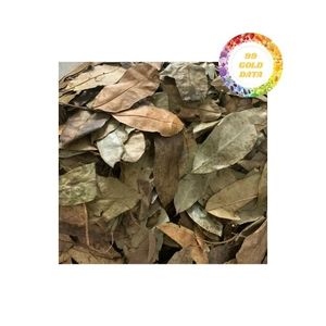 Fournisseur fiable de feuilles de graviola séchées pour l'exportation, offrant une qualité supérieure et des prix compétitifs pour les commandes en gros - Product Image 2