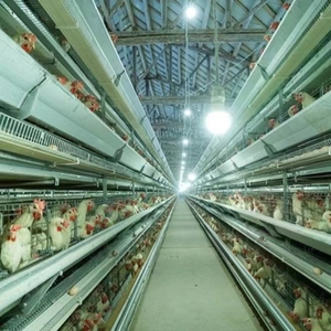Nuevo equipo automático de alimentación de agua para jaula de capa de pollo de engorde tipo H para producción de aves de corral - Product Image 4