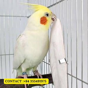 Raw <b>Cuttlebone</b> for Birds & Parrots/ Natural Beak & Shell Care for Snails, <b>Tortoises</b>, Budgies/ Ms.Jessi - Product Image 1