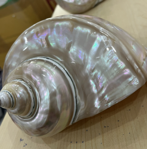 Material Decorativo de Concha Turbo marmoratus para Diseños de Interiores con Brillo Natural, Recogido en Vietnam - Product Image 4