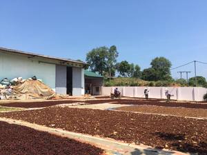 Anís estrellado seco de ALTA CALIDAD-Especias limpias y fragantes para exportación-Adecuado para restaurantes y distribuidores - Product Image 4