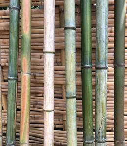Bamboo Pole with Natural Color <b>Green</b> <b>Black</b>/ Bamboo Pole Nature Bamboo Pole Stakes/ Vietnamese Eco Bamboo Poles - Product Image 3