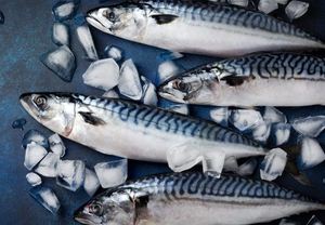 Pescado Atún Fresco Congelado del Pacífico de Alta Calidad, Envasado al Vacío, 10 kg, Precio Bajo, Venta al Por Mayor, Pedido a Granel, Entrega Rápida - Product Image 6