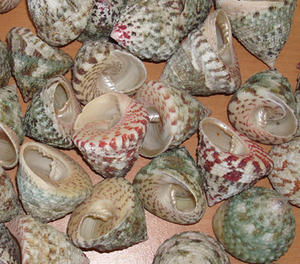 Trochus Radiatus pulido artesanía natural Shell motivo pirámide tamaño 30-40mm SEASHELL JEWELRY - Product Image 2