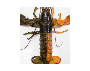 Homard frais vivant en gros, homards vivants de Boston, produits de la mer, produits d'exportation américains, produits canadiens - Product Image 1