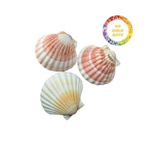 Venta al por mayor de conchas de vieiras para proyectos de manualidades DIY, adornos para el hogar y decoración artística con calidad superior - Product Image 3