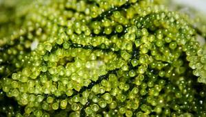 Algues de raisin de qualité supérieure pour l'exportation - Product Image 4