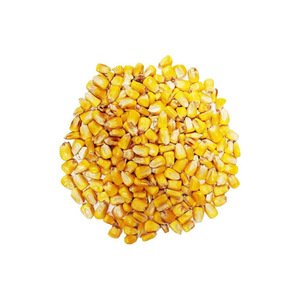 Yellow maize harvested and dried for extended shelf life - Product Image 1