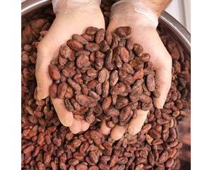 Wholesale Trading Available In Stock High-Quality Baking Chocolate Raw Materials Cocoa <b>Beans</b> From West Africa Origin For Sale - Product Image 6