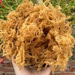 Musgo Marino Seco Natural de Vietnam, Eucheuma Cottonii Cruda, Alga Irlandesa Dorada Spinosum, Silvestre, Paquete a Granel, Marca Personalizada Disponible - Product Image 1