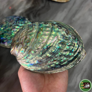 Decoración hecha a medida con conchas marinas, utilizando material de conchas del océano para productos decorativos de Vietnam. - Product Image 3