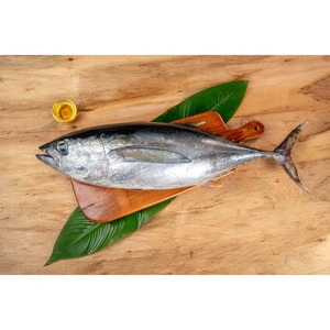 Atún congelado de grado premium, pescado capturado en aguas profundas, fresco congelado y embalaje de calidad de exportación - Product Image 4