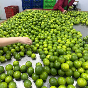Lima sin semillas de Vietnam de alta calidad para suministro mayorista a compradores internacionales - Product Image 1
