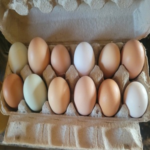 ไข่ไก่สดแบบตั้งโต๊ะสำหรับส่งออก - Product Image 3