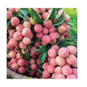 ลิ้นจี่สดแช่แข็งคุณภาพสูงจากเวียดนาม - Product Image 1