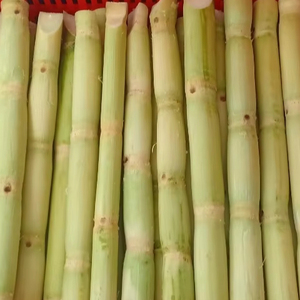 Bâtons et morceaux de canne à sucre congelés du Vietnam pelés prêts à l'emploi Premium Bulk Exporter - Product Image 1