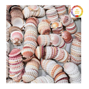 Coquilles Saint-Jacques Naturelles du Vietnam Grandes Coquilles Blanches pour Cadeaux Faits à la Main Fête de Restaurant et Décoration d'Aquarium - Product Image 1