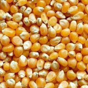 Granos de maíz amarillos y blancos al por mayor embalaje de almacenamiento de estilo superior 100% madurado al mejor precio competitivo - Product Image 6