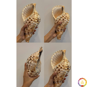 Conchas marinas decorativas material de concha de océano natural para arte de pared decoración temática de playa hecha a mano en Vietnam - Product Image 3