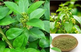 Cao cấp gudmar bột Gymnema sylvestre 100% khỏe mạnh tiêu hóa hỗ trợ chức năng insulin khuyến mãi Đường Cảm giác thèm ăn trống chai G3 - Product Image 3