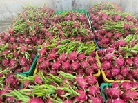 Rode Huid Dragon Fruit Uit Vietnam Rijk Aan Vezels En Antioxidanten Export Kwaliteit Ideaal Voor Winkelketens En Distributeurs