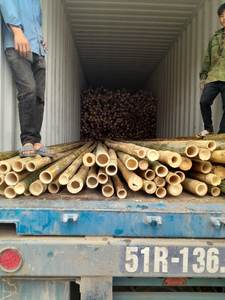 Tubos de bambú de Vietnam, bambú natural recto procesado para construcción, decoración, embalaje y uso industrial. - Product Image 3