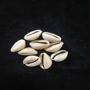 Conchas de mar de cauri crudas y pulidas Tamaños personalizados para pedidos globales Conchas de cauri ecológicas Abastecimiento sostenible para artesanos - Product Image 1