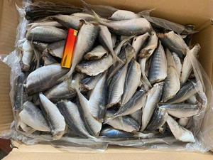 국제 해산물 유통 업체에 이상적인 단백질이 풍부한 수출을위한 최고 품질의 냉동 말 고등어 냉동 생선 - Product Image 5