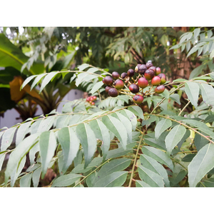 100% huile essentielle de feuille de curry pure vente en gros d'huile essentielle de feuille de curry en vrac huile essentielle de feuille de curry naturelle et pure - Product Image 4