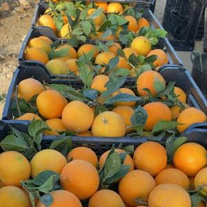 Oranges Valencia fraîches de qualité supérieure, grade premium, Brix élevé 12%+, forte teneur en jus, certifiées export - Product Image 3