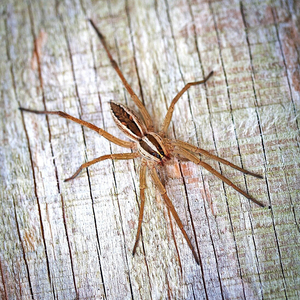 Fendeur de bois robuste, idéal pour les fermes, les forêts et les entreprises de transformation du bois - Product Image 1