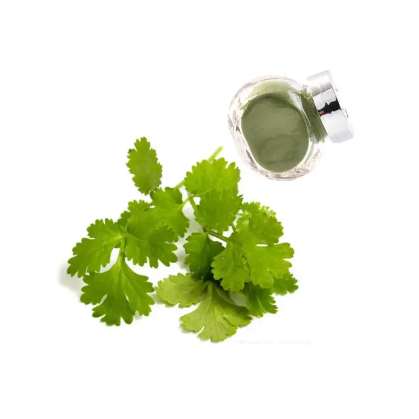 ISO factory Free samples high quality coriander cilantro leaf powder