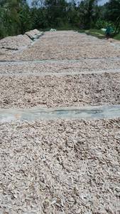 Os de seiche Matériau marin vietnamien authentique Parfait pour l'art et la décoration d'aquarium - Product Image 3