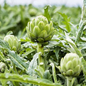 ผงสารสกัดจากใบอาร์ติโช้คป่า0.8% กรด chlorogenic สำหรับการใช้งานอาหารเพื่อสุขภาพ - Product Image 4