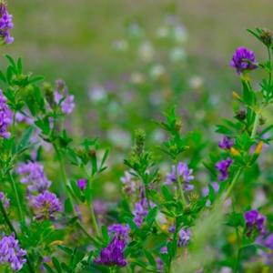 LUCERNA PURA PARA FORMULACIONES DE ALIMENTACIÓN LIMPIA Y ALTO RENDIMIENTO EN ANIMALES - Product Image 1
