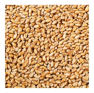 Granos de Trigo Integral Orgánico de Alta Calidad Disponibles para la Venta a Bajo Precio - Product Image 5