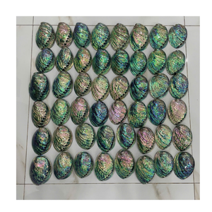 Belles coquilles d'ormeau en gros matière première naturelle parfaite pour la conception de bijoux décoration de la maison et utilisation d'art - Product Image 1