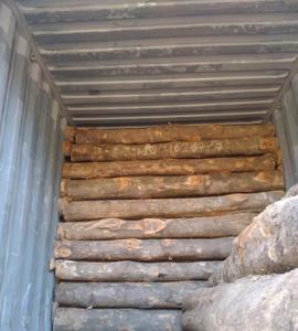 Grumes rondes en bois de teck doré séché au four-Importateur Grossiste Distributeur - Product Image 2