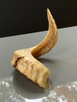 Vrais cornes de mouton naturelles polies pour la décoration et l'artisanat, de haute qualité