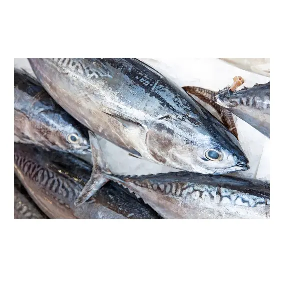 Prezzo più basso pesce congelato di mare intero tondo tonnetto tonnetto tonnetto quantità di sfuso di qualità per le esportazioni dall'Europa