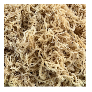 Golden Seaweed With Branches No Salt <b>Best</b> Selling Product 100 Percent <b>Natural</b> From Vietnam - Product Image 4