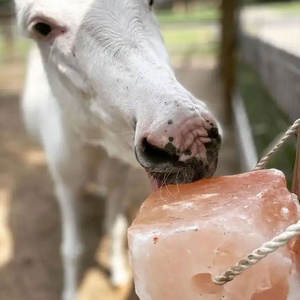 Vente en gros de sel à lécher pour animaux 100% pur et naturel Ingrédient nutritif pour la santé animale Style de fleurs sculptées - Product Image 2