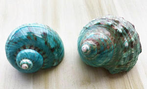 Proveedor de productos de concha natural sostenible con concha marina Turbo para decoración de interiores Decoración de jardín Restaurantes Hoteles Eventos - Product Image 2