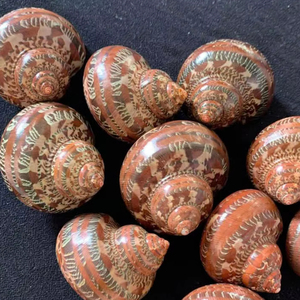 Venta al por mayor grandes conchas blancas naturales de vieira, conchas de caracol de mar pulidas para decoración listas para exportar desde Vietnam - Product Image 2