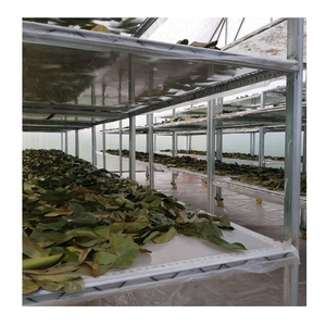 Dried Soursop Leaves For Graviola <b>Tea</b> Bags Wholesale Dried Soursop Leaves From 99 Gold Data Vietnam - Product Image 5